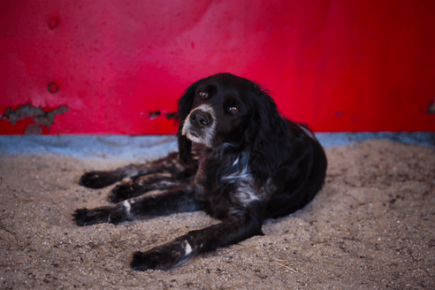 Mas-des-pointes-camargue-chien