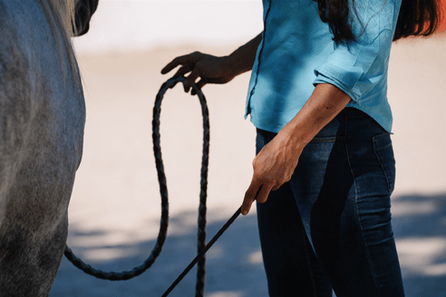 Mas-des-pointes-camargue-dressage-renes