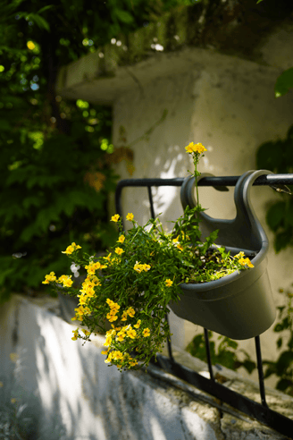Mas-des-pointes-camargue-fleurs-jaunes-jardiniere
