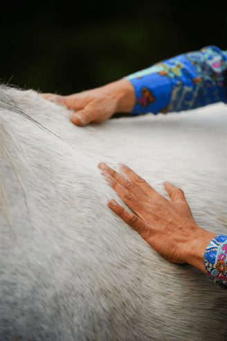 Mas-des-pointes-camargue-mains-caresse-cheval