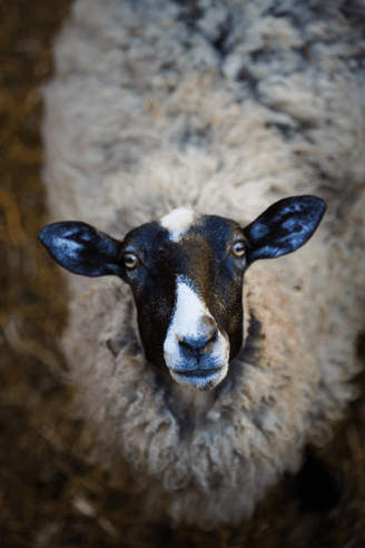 Mas-des-pointes-camargue-mouton