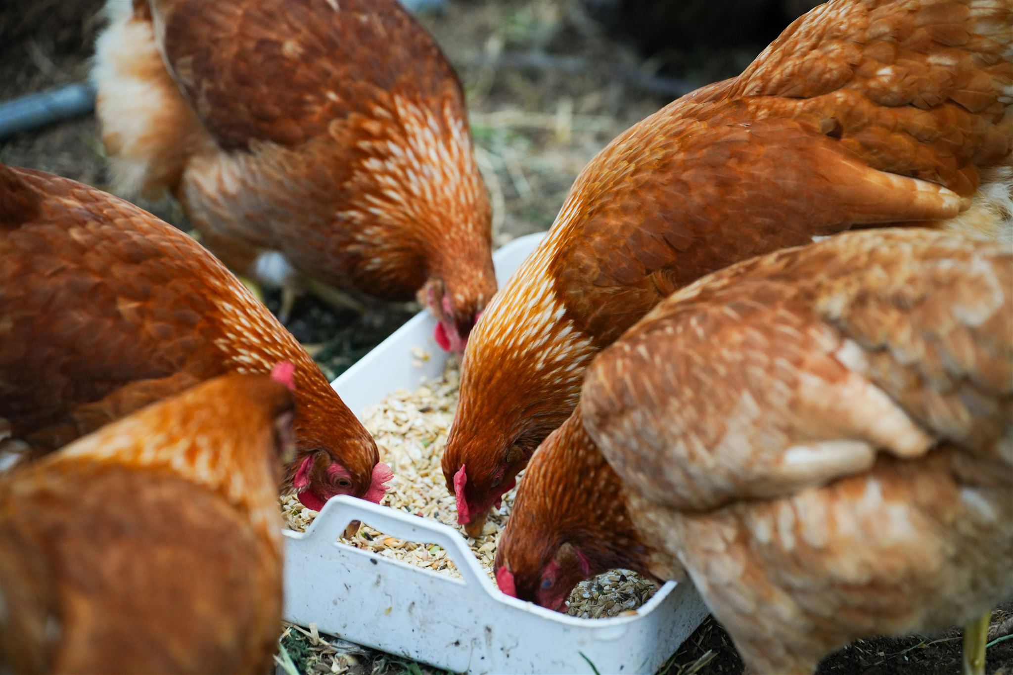 Nos ambassadrices à plumes sont arrivées !